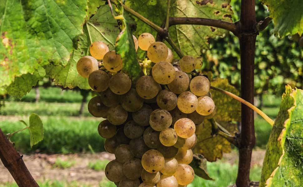 Collections – eskvalleywines