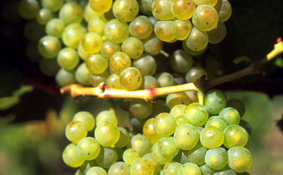 Chenin Blanc – eskvalleywines